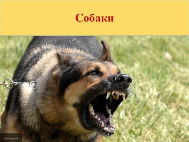 Собаки