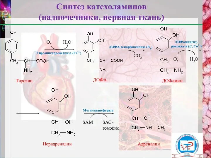 Тирозингидроксилаза (Fe2+) Адреналин Норадреналин Синтез катехоламинов (надпочечники, нервная ткань) О2