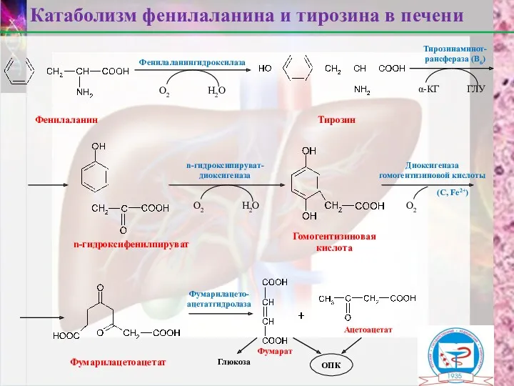 Фенилаланин Тирозин n-гидроксифенилпируват Гомогентизиновая кислота Фумарилацетоацетат Фумарат Ацетоацетат Катаболизм фенилаланина