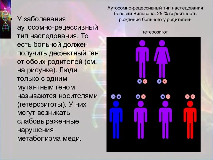 Аутосомно-рецессивный тип наследования болезни Вильсона. 25 % вероятность рождения больного