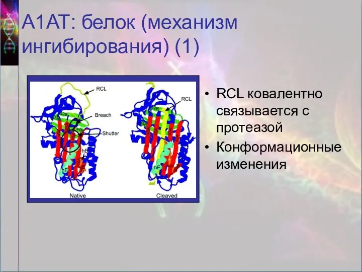 А1АТ: белок (механизм ингибирования) (1) RCL ковалентно связывается с протеазой Конформационные изменения