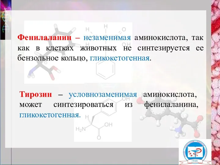 Фенилаланин – незаменимая аминокислота, так как в клетках животных не