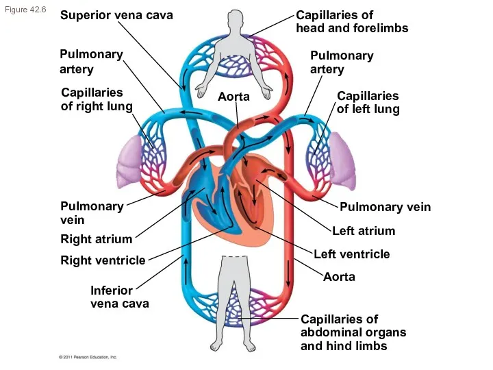 Superior vena cava Pulmonary artery Capillaries of right lung Pulmonary