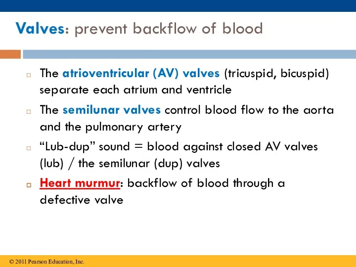 Valves: prevent backflow of blood The atrioventricular (AV) valves (tricuspid,