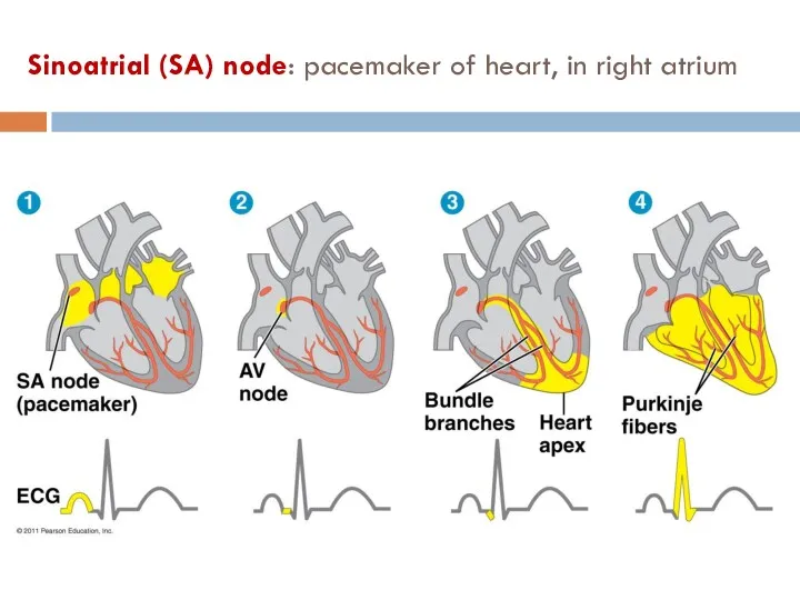 Sinoatrial (SA) node: pacemaker of heart, in right atrium