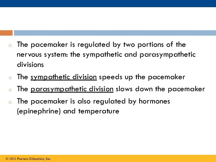 The pacemaker is regulated by two portions of the nervous