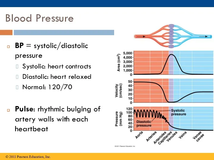 Blood Pressure BP = systolic/diastolic pressure Systolic: heart contracts Diastolic: