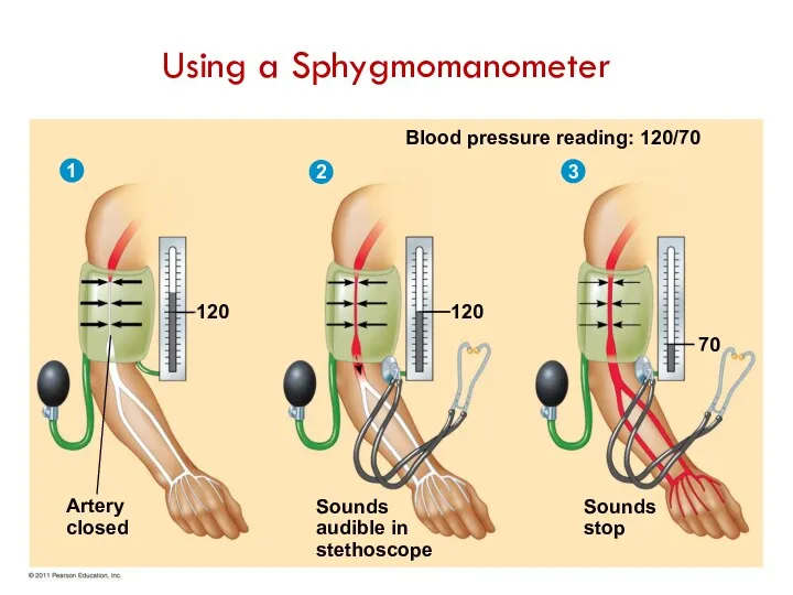 Blood pressure reading: 120/70 120 70 Sounds stop Sounds audible