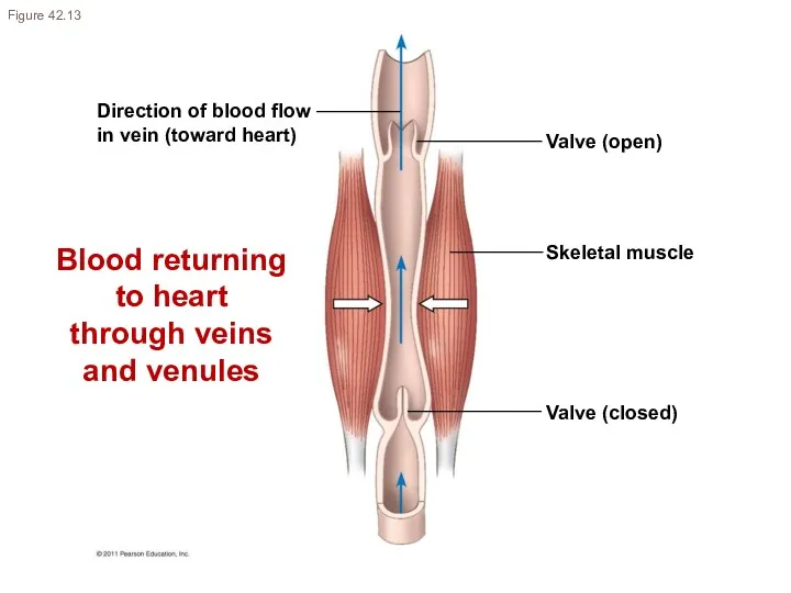 Direction of blood flow in vein (toward heart) Valve (open)