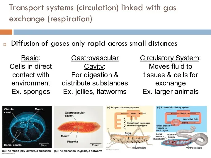 Transport systems (circulation) linked with gas exchange (respiration) Diffusion of