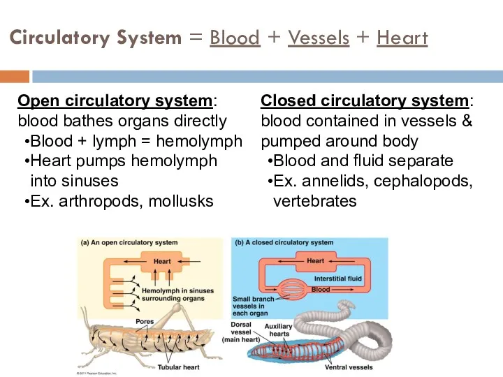 Circulatory System = Blood + Vessels + Heart Open circulatory