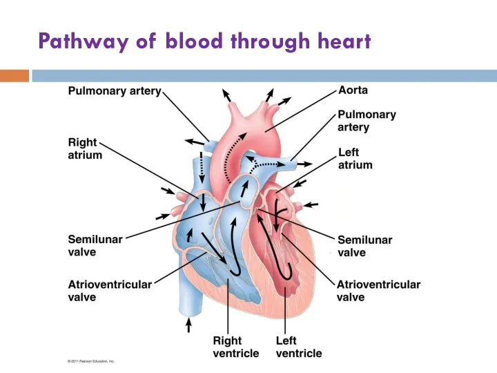 Pathway of blood through heart