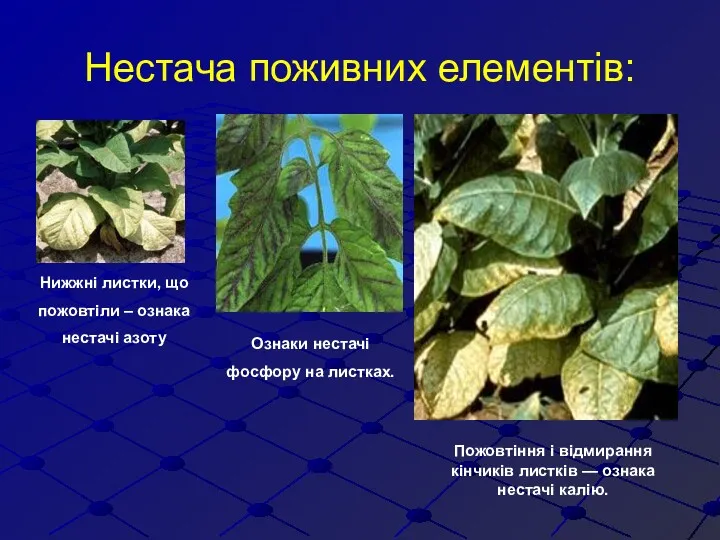 Нестача поживних елементів: Нижжні листки, що пожовтіли – ознака нестачі