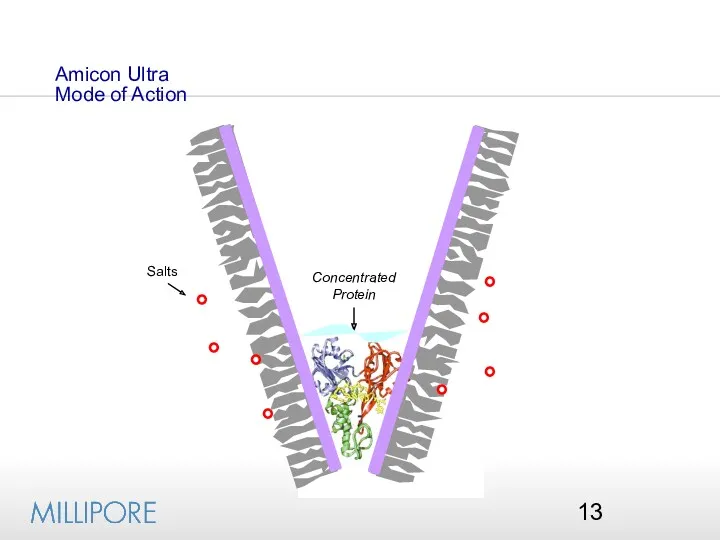 Concentrated Protein Amicon Ultra Mode of Action