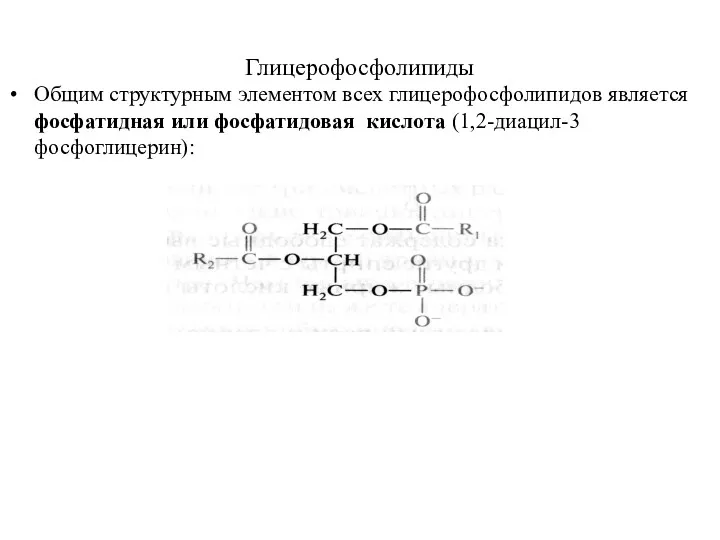 Глицерофосфолипиды Общим структурным элементом всех глицерофосфолипидов является фосфатидная или фосфатидовая кислота (1,2-диацил-3 фосфоглицерин): L-глицеро-3-фосфата.