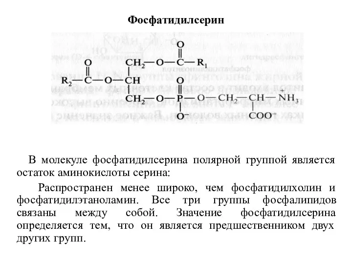 Фосфатидилсерин В молекуле фосфатидилсерина полярной группой является остаток аминокислоты серина: