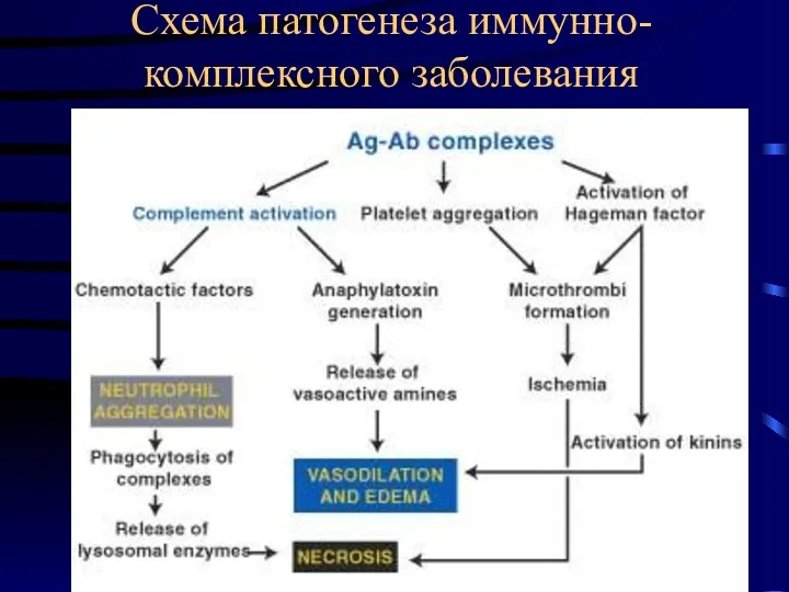 Схема патогенеза иммунно-комплексного заболевания