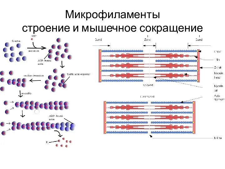 Микрофиламенты строение и мышечное сокращение