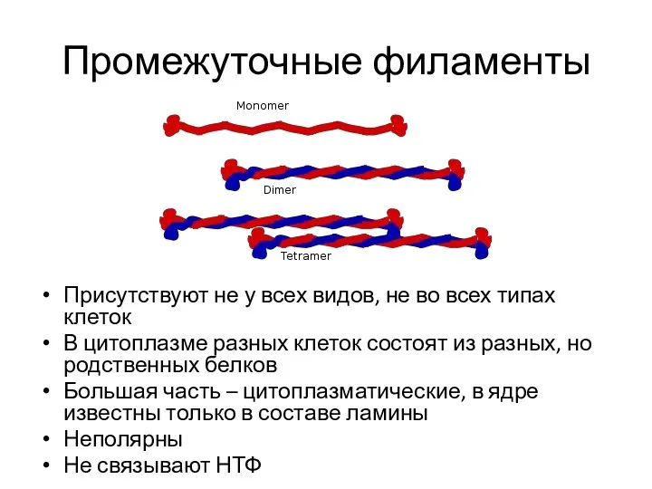 Промежуточные филаменты Присутствуют не у всех видов, не во всех