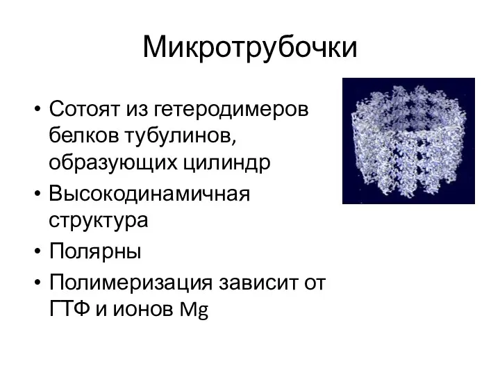 Микротрубочки Сотоят из гетеродимеров белков тубулинов, образующих цилиндр Высокодинамичная структура