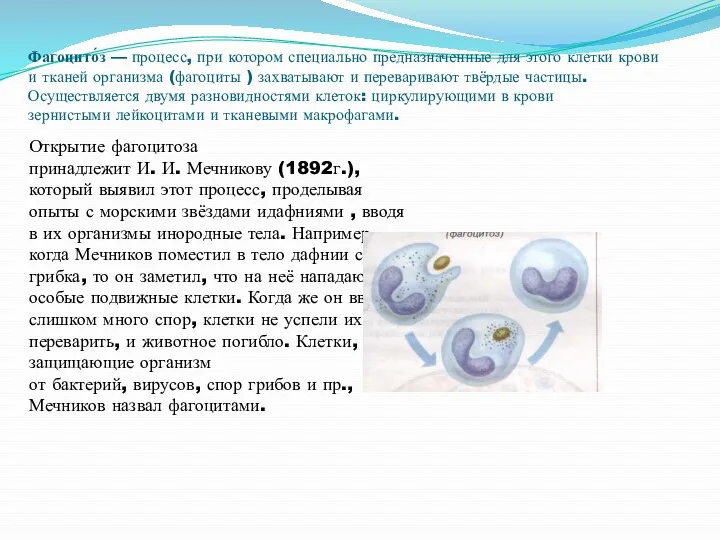 Фагоцито́з — процесс, при котором специально предназначенные для этого клетки