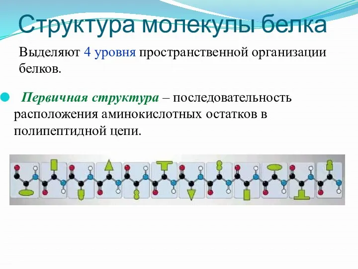 Структура молекулы белка Первичная структура – последовательность расположения аминокислотных остатков в полипептидной цепи.