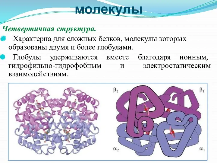 Структура белковой молекулы Четвертичная структура. Характерна для сложных белков, молекулы которых образованы двумя