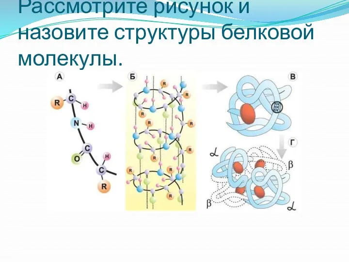 Рассмотрите рисунок и назовите структуры белковой молекулы.