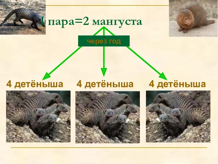 4 детёныша 4 детёныша 4 детёныша через год 1 пара=2 мангуста