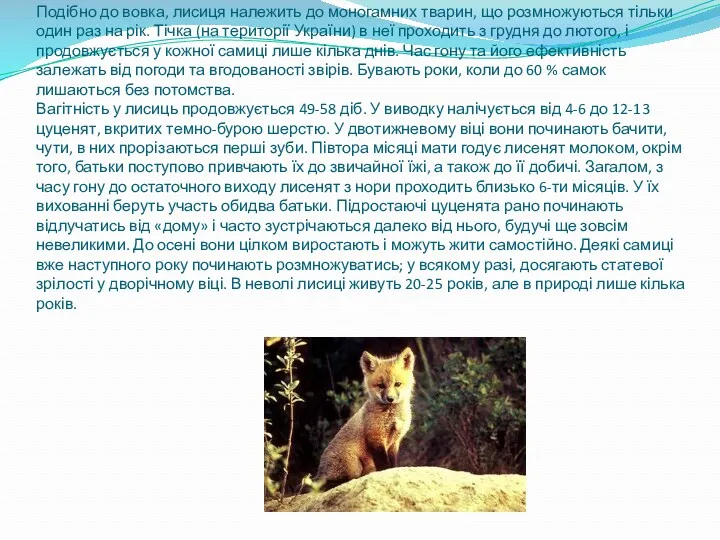 Розмноження Подібно до вовка, лисиця належить до моногамних тварин, що