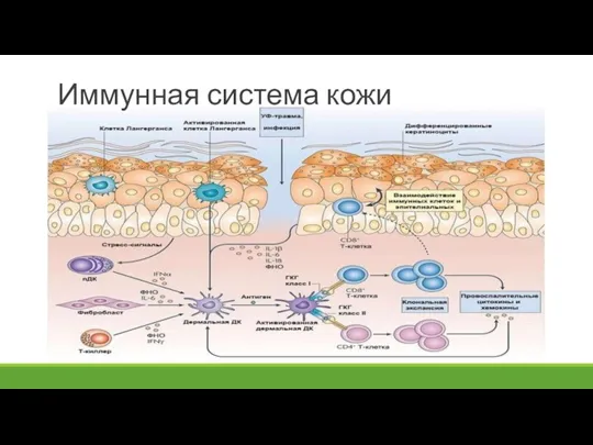 Иммунная система кожи