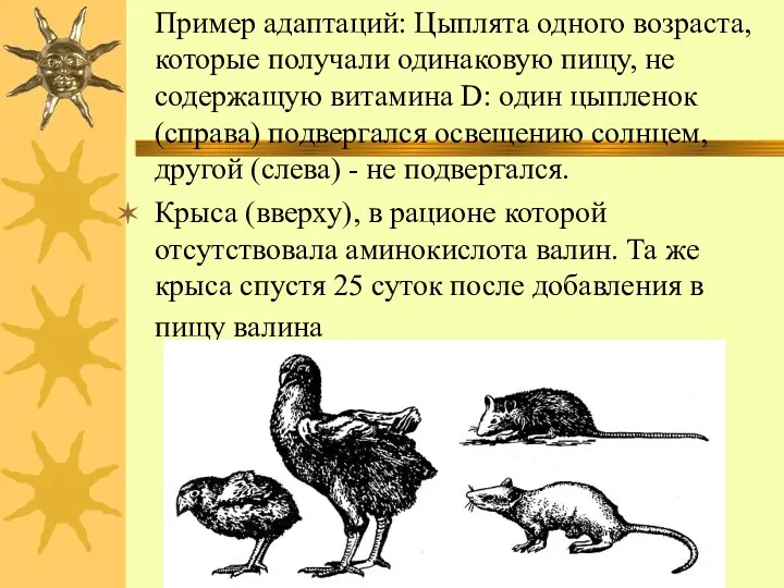 Пример адаптаций: Цыплята одного возраста, которые получали одинаковую пищу, не