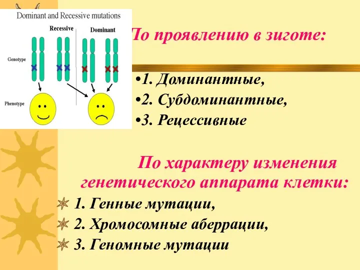 По проявлению в зиготе: 1. Доминантные, 2. Субдоминантные, 3. Рецессивные