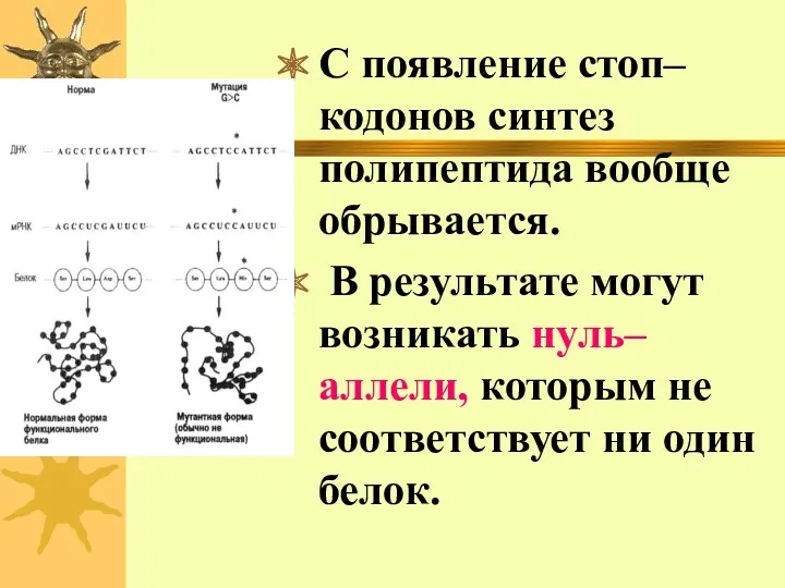 С появление стоп–кодонов синтез полипептида вообще обрывается. В результате могут