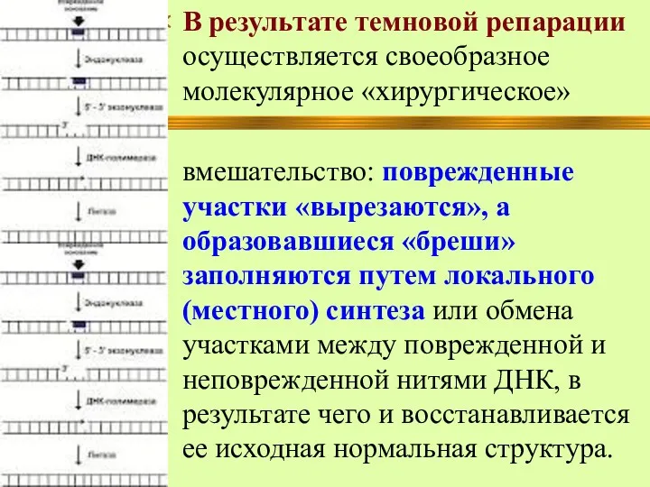 В результате темновой репарации осуществляется своеобразное молекулярное «хирургическое» вмешательство: поврежденные