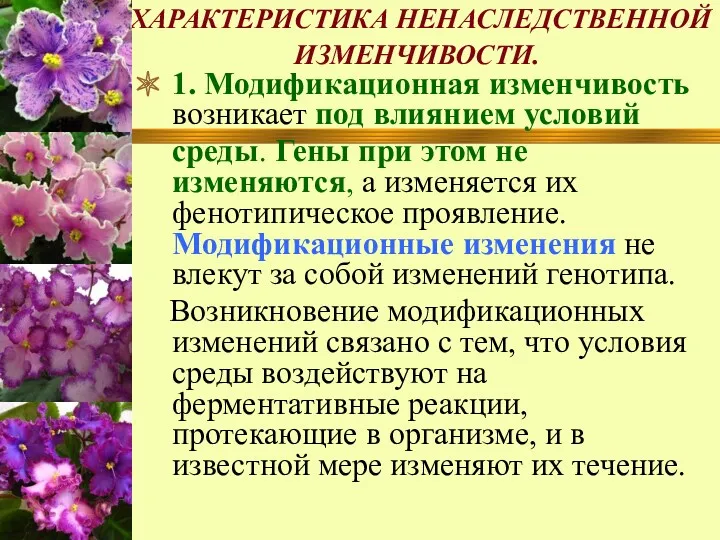 ХАРАКТЕРИСТИКА НЕНАСЛЕДСТВЕННОЙ ИЗМЕНЧИВОСТИ. 1. Модификационная изменчивость возникает под влиянием условий