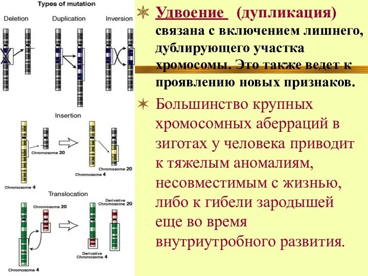 Удвоение (дупликация) связана с включением лишнего, дублирующего участка хромосомы. Это