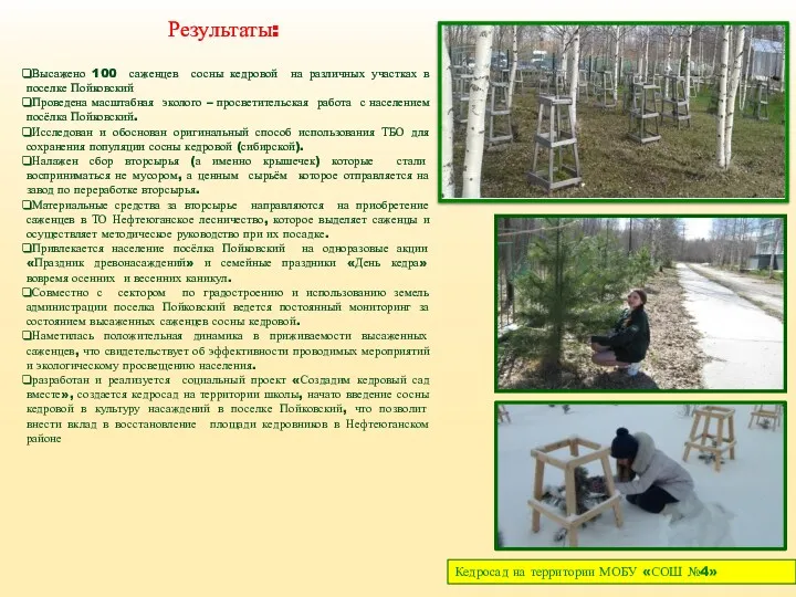 Высажено 100 саженцев сосны кедровой на различных участках в поселке