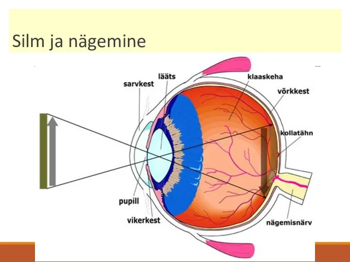 Silm ja nägemine