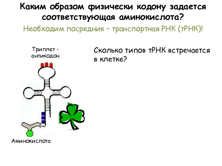 Необходим посредник – транспортная РНК (тРНК)! Каким образом физически кодону