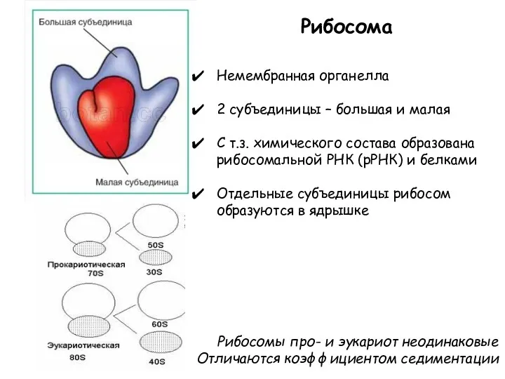 Рибосома Рибосомы про- и эукариот неодинаковые Отличаются коэффициентом седиментации Немембранная