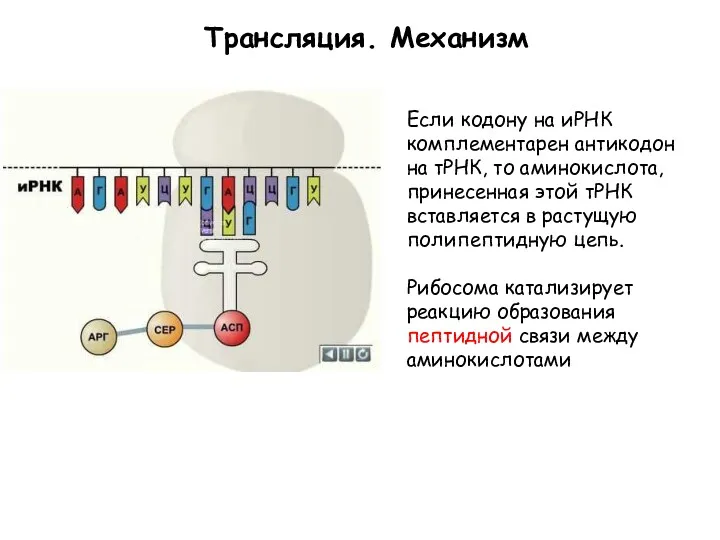 Трансляция. Механизм Если кодону на иРНК комплементарен антикодон на тРНК,