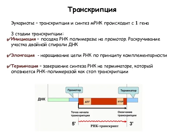 Транскрипция Эукариоты – транскрипция и синтез мРНК происходит с 1