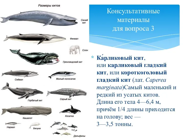 Консультативные материалы для вопроса 3 Ка́рликовый кит, или карликовый гладкий