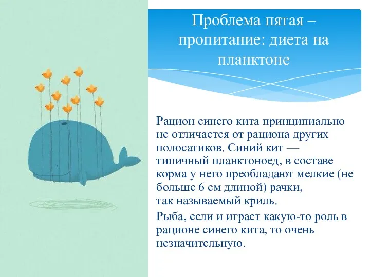 Рацион синего кита принципиально не отличается от рациона других полосатиков.