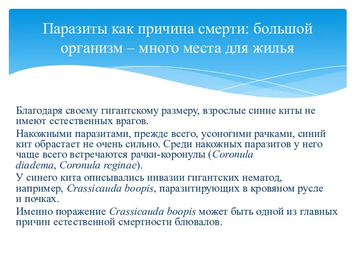 Благодаря своему гигантскому размеру, взрослые синие киты не имеют естественных