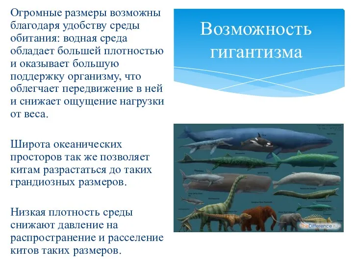 Огромные размеры возможны благодаря удобству среды обитания: водная среда обладает