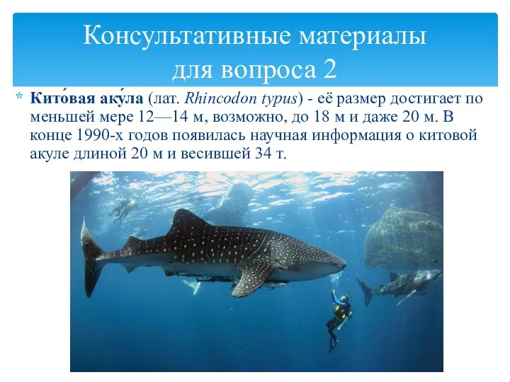 Кито́вая аку́ла (лат. Rhincodon typus) - её размер достигает по