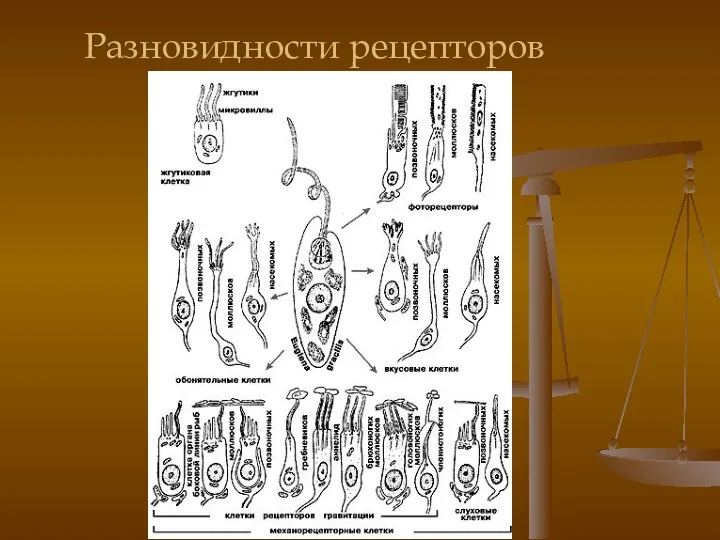 Разновидности рецепторов