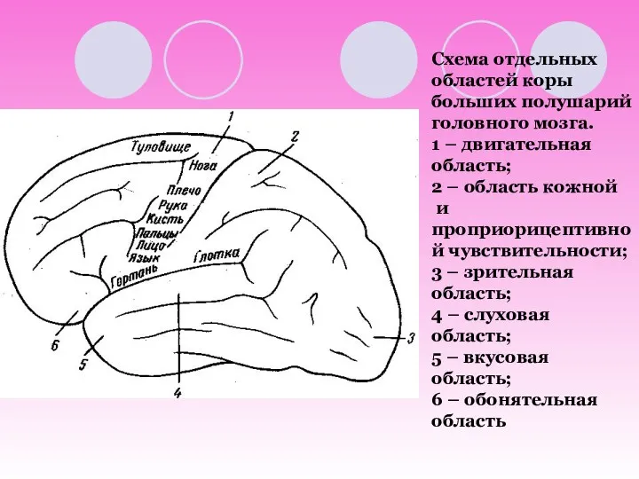 Схема отдельных областей коры больших полушарий головного мозга. 1 –